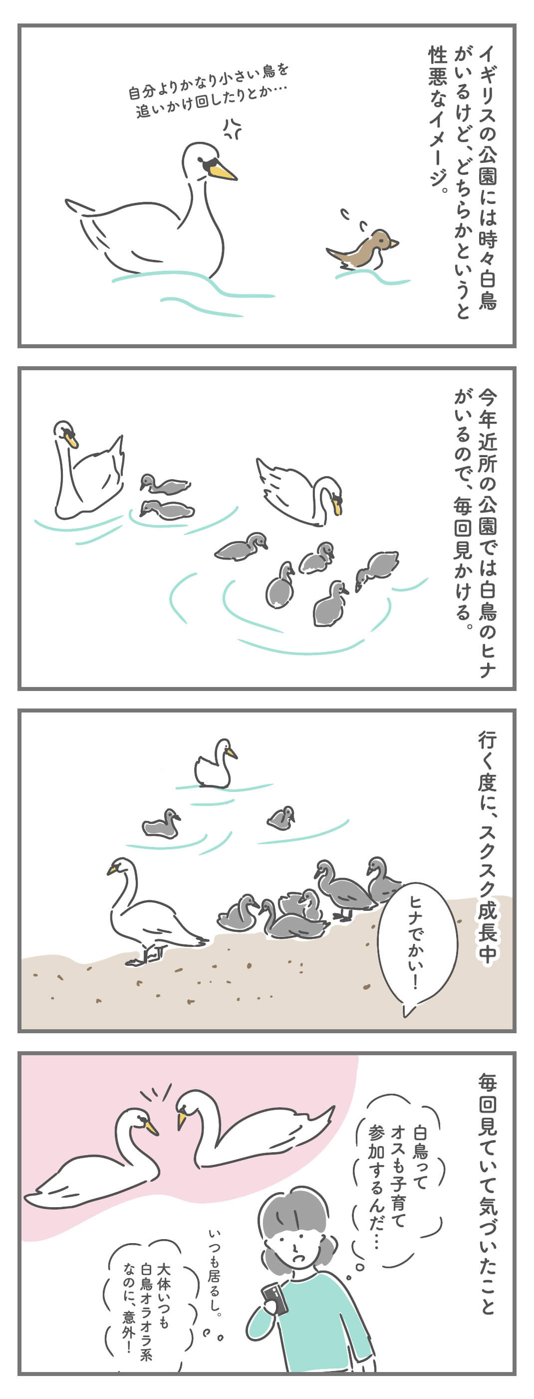 イギリス四コマ漫画 :イギリスの公園と白鳥�とヒナ